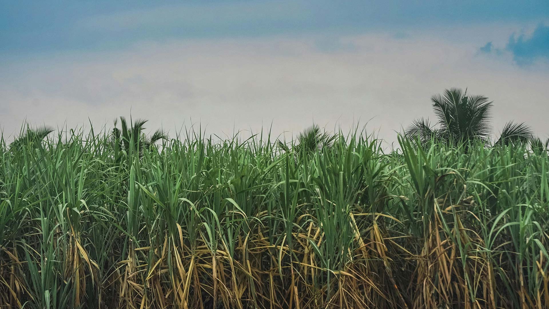 Florida sugarcane field in the Everglades Agricultural Area